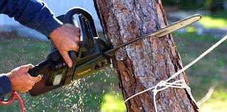 Reliable Mocksville, NC Tree Services Solutions