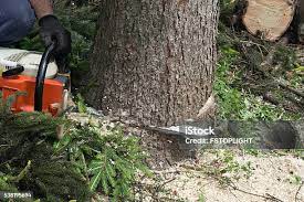 Seasonal Cleanup (Spring/Fall) in Mocksville, NC